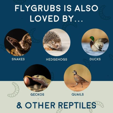 FLYGRUBS | Dried Black Soldier Fly Grubs for Birds Hens Ducks Reptiles (1 lb) -  Non-GMO - 85X More Calcium Than Meal Worms