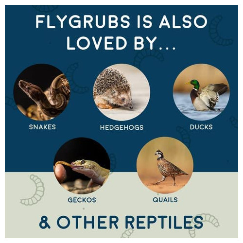 FLYGRUBS | Dried Black Soldier Fly Grubs for Birds Hens Ducks Reptiles (10 lb) -  Non-GMO - 85X More Calcium Than Meal Worms