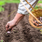 Growing Garlic: Easy Tips for Planting, Caring and Harvesting