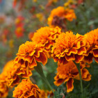 Trap Crops: How They Protect Your Garden Naturally