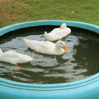 Raising Ducks: 8 Tips For a Friendly Flock