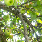 Apple Tree Branches: How to Protect Them From Breaking