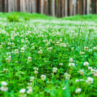 Different Weeds Call for Different Solutions. Trimec® Has You Covered.