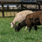 Animal Shedding: Causes, Timing & Seasonal Coat Changes