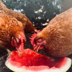 Can Chickens Eat Cantaloupe Seeds? Safe Seeds for Flocks