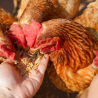 Can Chickens Eat Chia Seeds? A Complete Feeding Guide