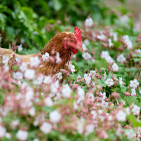 Can Chickens Eat Flowers?