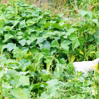 Can Chickens Eat Green Beans?