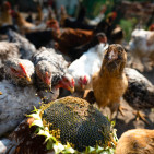 Can Chickens Eat Pumpkin Seeds? (Plus Sunflower Seeds)