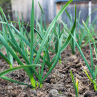 Can Garlic Survive Winter? Yes—And Why