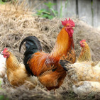 Do Hens Need a Rooster To Lay Eggs?