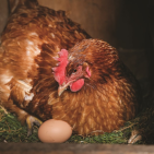 6 Types of Broody Hens in the Backyard Chicken Coop