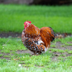 Cochin Chicken: Eggs, Size, Temperament & Care