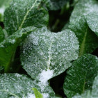Cold Weather Vegetables: Why Cold Makes Some Crops Sweet