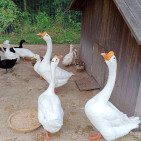 Duck Coop Guide: Housing Ducks & Geese
