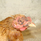 Fowl Pox in Chickens: Symptoms, Treatment and Prevention