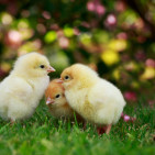 Friendly Chickens: 8 Tips for Raising a Tame Flock