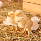 Hatching Chicks: A Beginner’s Guide to Success
