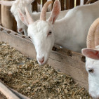 Feeding Goats: A Beginner’s Guide