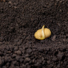 Parts of a Seed: Anatomy, Functions and Germination