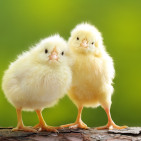 Pasty Butt in Chicks: Causes, Treatment & Prevention