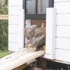 Chicken Coop Doors: Tips for Better Design & Easy Access