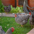 Raising Chickens in the City: What You Need to Know