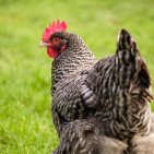 Rare Heritage Chicken Breeds Worth Knowing