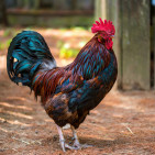 Rooster Care Tips for a Backyard Flock