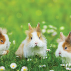 3 Reasons Urban Rabbits Are Perfect for Small Farms