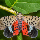 Spotted Lanternfly Control: Essential Tips for Hobby Farmers