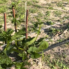 Brambles: Spring Care Tips for Raspberries & Blackberries