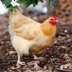 What Chickens Lay Pink Eggs: 7 Breeds to Consider