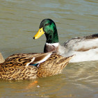 Rouen Duck Guide: Size, Eggs, Care & Personality