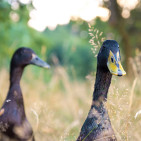 How to Care for Ducks: Feeding, Housing & Care Tips