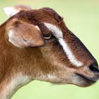 Toggenburg Goat: History, Care & Milk Production