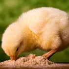 What to Feed Baby Chicks for Healthy Growth