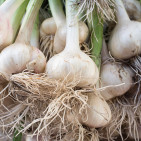 Growing Garlic for Profit: A Market Gardener’s Guide