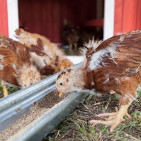 Chicken Layer Feed & Broiler Feed: Know the Difference