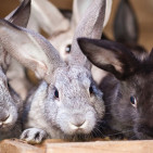 What Do Rabbits Eat? A Complete Feeding Guide