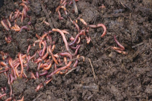Make Worm Compost From Kitchen Scraps - Hobby Farms