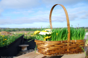 How to Make a Wheatgrass Easter Basket