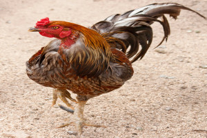 Yokohama Chicken - The Livestock Conservancy