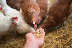 The 3-Course Meal Your Chickens Should Be Eating - Hobby Farms