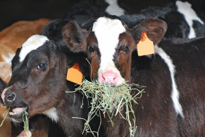 Can pea straw be a suitable alternative feed for cattle?