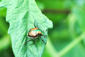 Varied Carpet Beetle Pheromone Kit, Pest Control