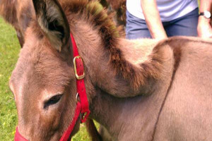 Donkey Fat Xxx Xxx - My Donkey Has a Broken Crestâ€”What Should I Do? - Hobby Farms