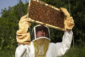 The Importance of Protective Gear for Beekeepers