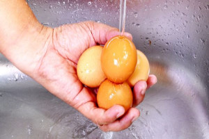 https://www.hobbyfarms.com/timthumb.php?src=https://img.hobbyfarms.com/wp-content/uploads/2019/07/18155004/clean-eggs-washing-205784110-600x347.jpg&h=200&w=300&zc=0