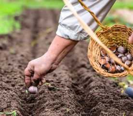 Growing Garlic: Easy Tips for Planting, Caring and Harvesting